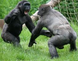 fighting apes, fighting political parties