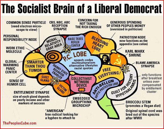 Liberal democrat brain diagram